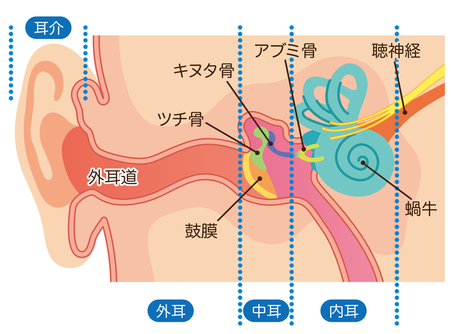 耳鼻咽喉科内藤クリニック 耳の構造