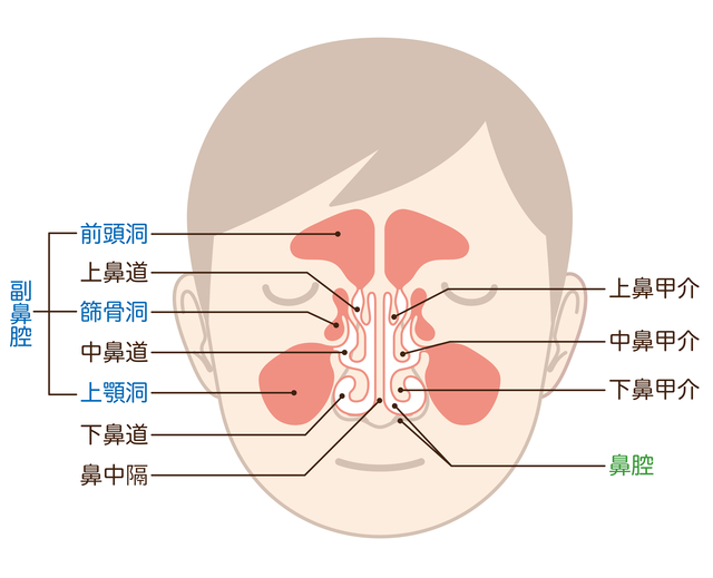 奥 鼻 異物 感 の 口からでてくる臭い玉（膿栓）の原因や改善法を紹介！口臭にも関係あるって本当？