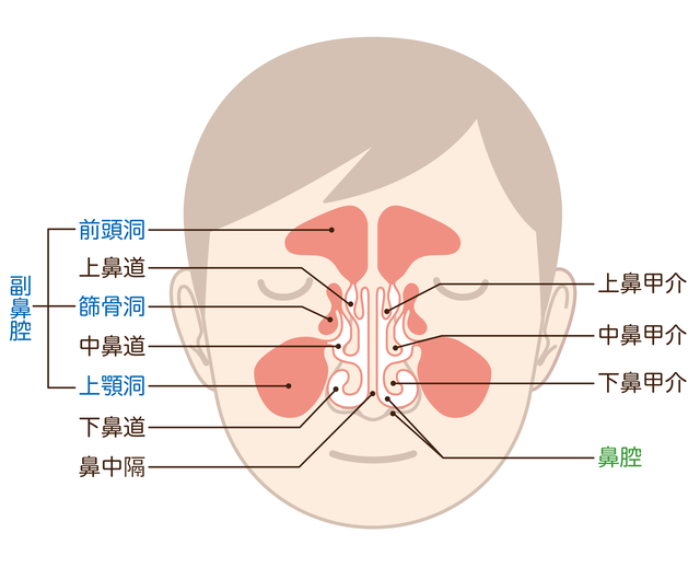 鼻腔